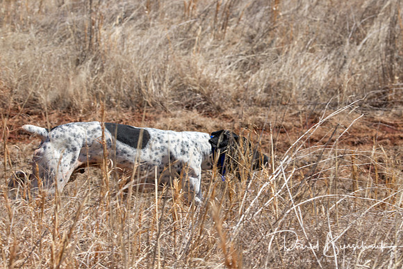 Dustin Dogs-31