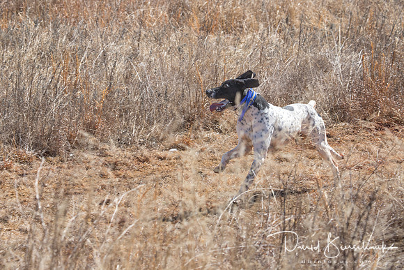 Dustin Dogs-32