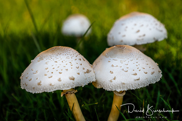 Mushroom 3