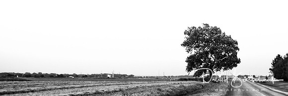 Tree on Forman - Yukon, OK