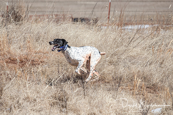 Dustin Dogs-28