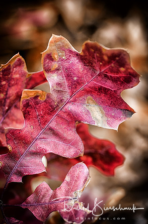 Autumn Colors