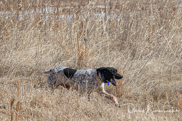 Dustin Dogs-8