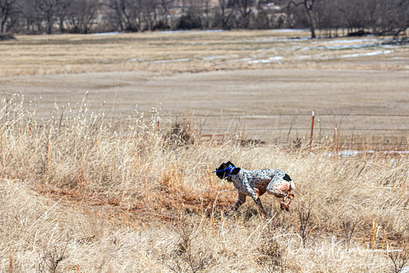 Dustin Dogs-17
