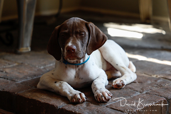 Dustin Dogs-2