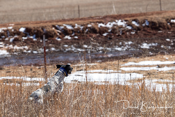 Dustin Dogs-25