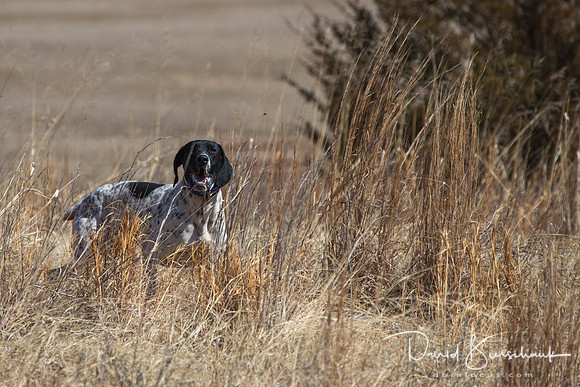 Dustin Dogs-7