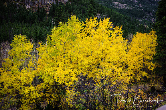 Aspen in Georgetown CO