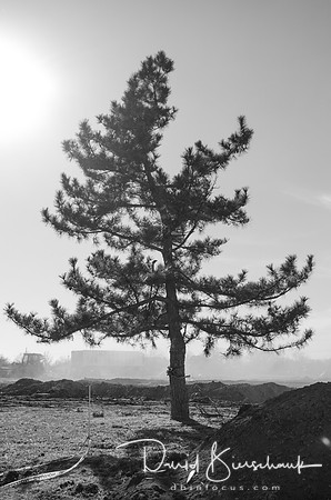 Pine in the dust