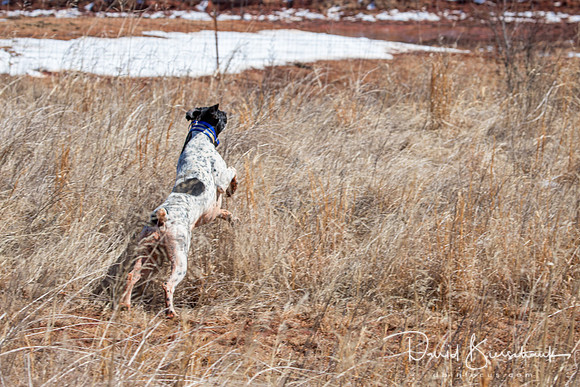 Dustin Dogs-16