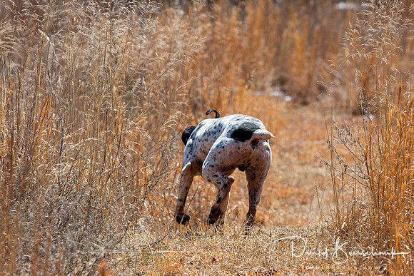 Dustin Dogs-12
