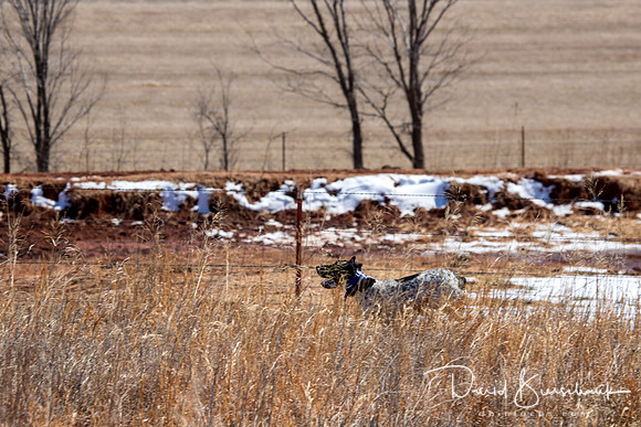 Dustin Dogs-26