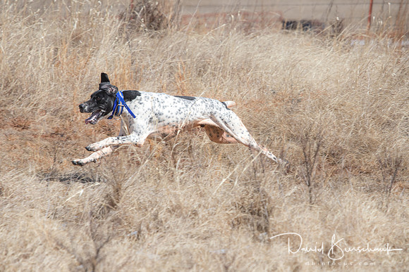 Dustin Dogs-29
